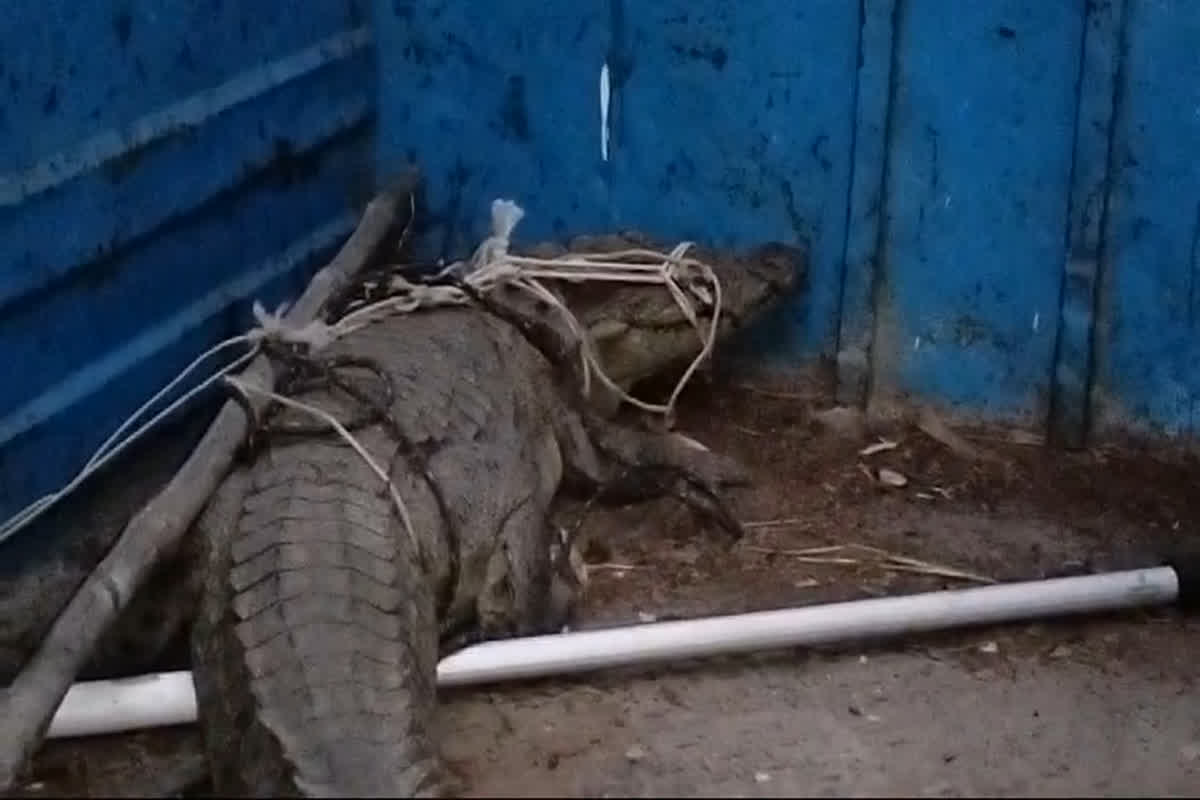 crocodile in neemuch : गेहूं के खेत में किसान को मिला 6 फीट लंबा मगरमच्छ, देखकर हैरान हो गए लोग