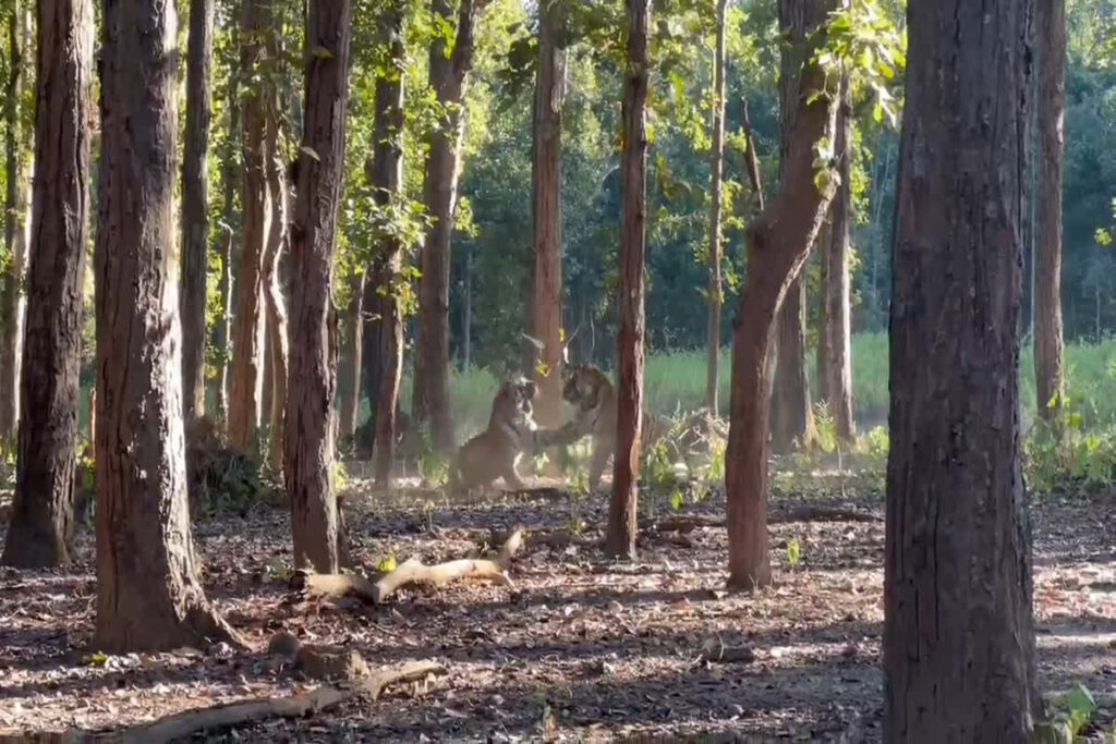 Fight Between Two Tigers in MANDLA : Image Source IBC24