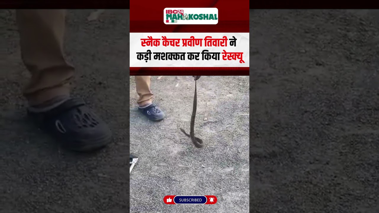 स्कूटी की डिक्की में घुसा सांप, मचा हड़कंप |