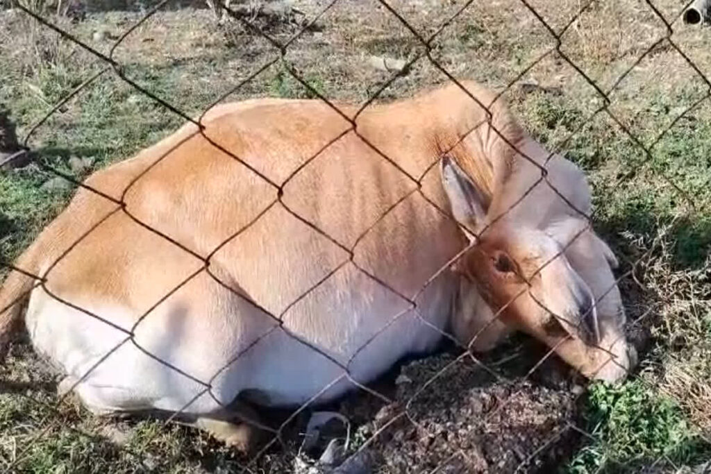 Cow Death News Today: मुख्यमंत्री कन्या विवाह योजना का बचा हुआ खाना खाकर आधा दर्जन की मौत / Image Source: IBC24