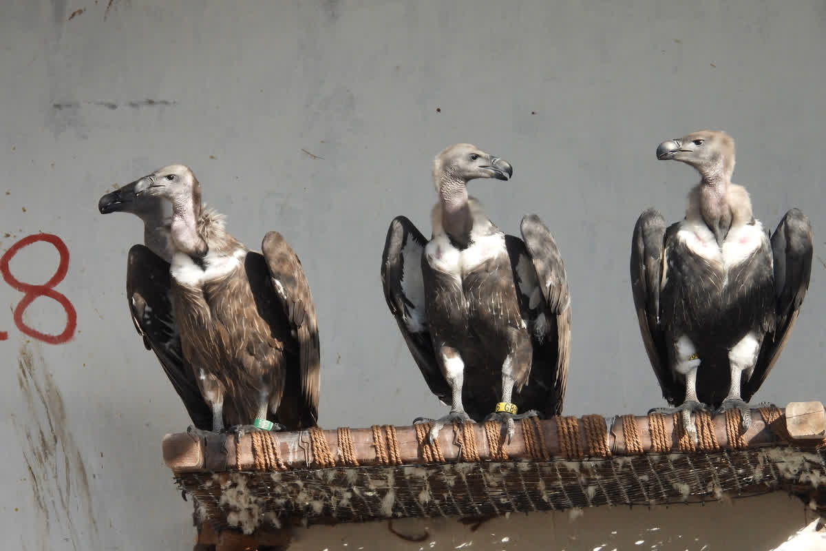 Counting Vultures In MP | Image Source | symbolice