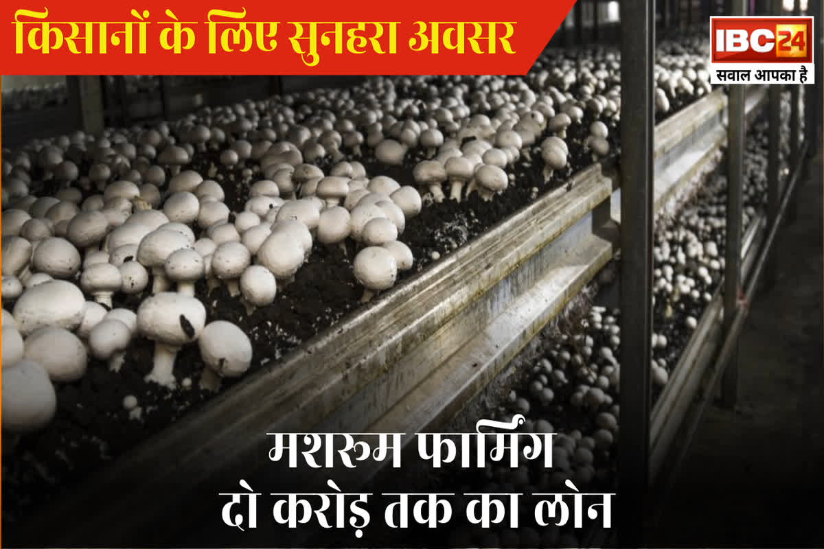 Loan For Mushroom Farming: बजट 2025 के बाद किसानों की हो गई बल्ले-बल्ले / Image Source: IBC24 Customized