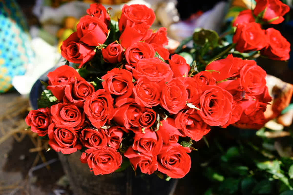 Happy Rose Day 2025 Wishes। Photo Credit: Pexels