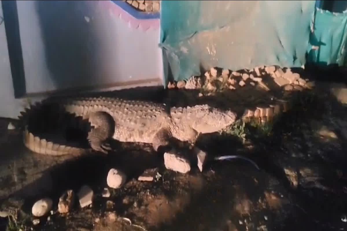 Crocodile In The Village : गांव की सैर पर निकला 14 फीट लंबा मगरमच्छ, नजर पड़ते ही उड़े लोगों के होश, आप भी देखिए वीडियो
