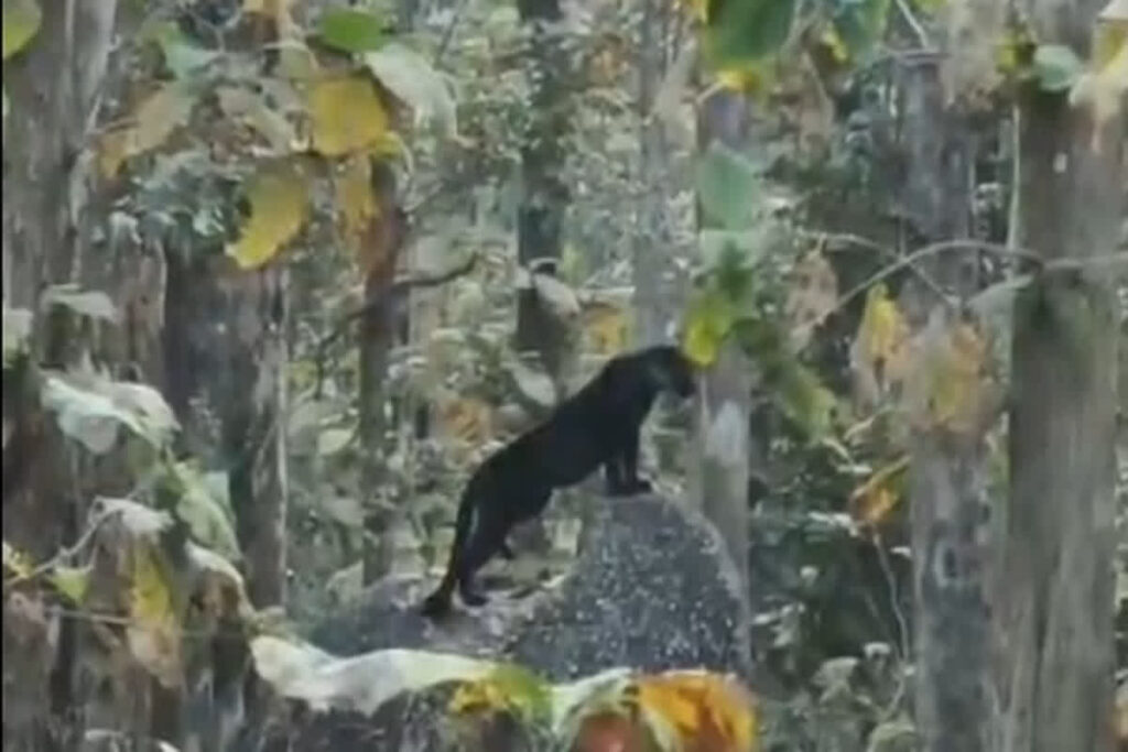 Black Panther Bagheera : Image Source-IBC24