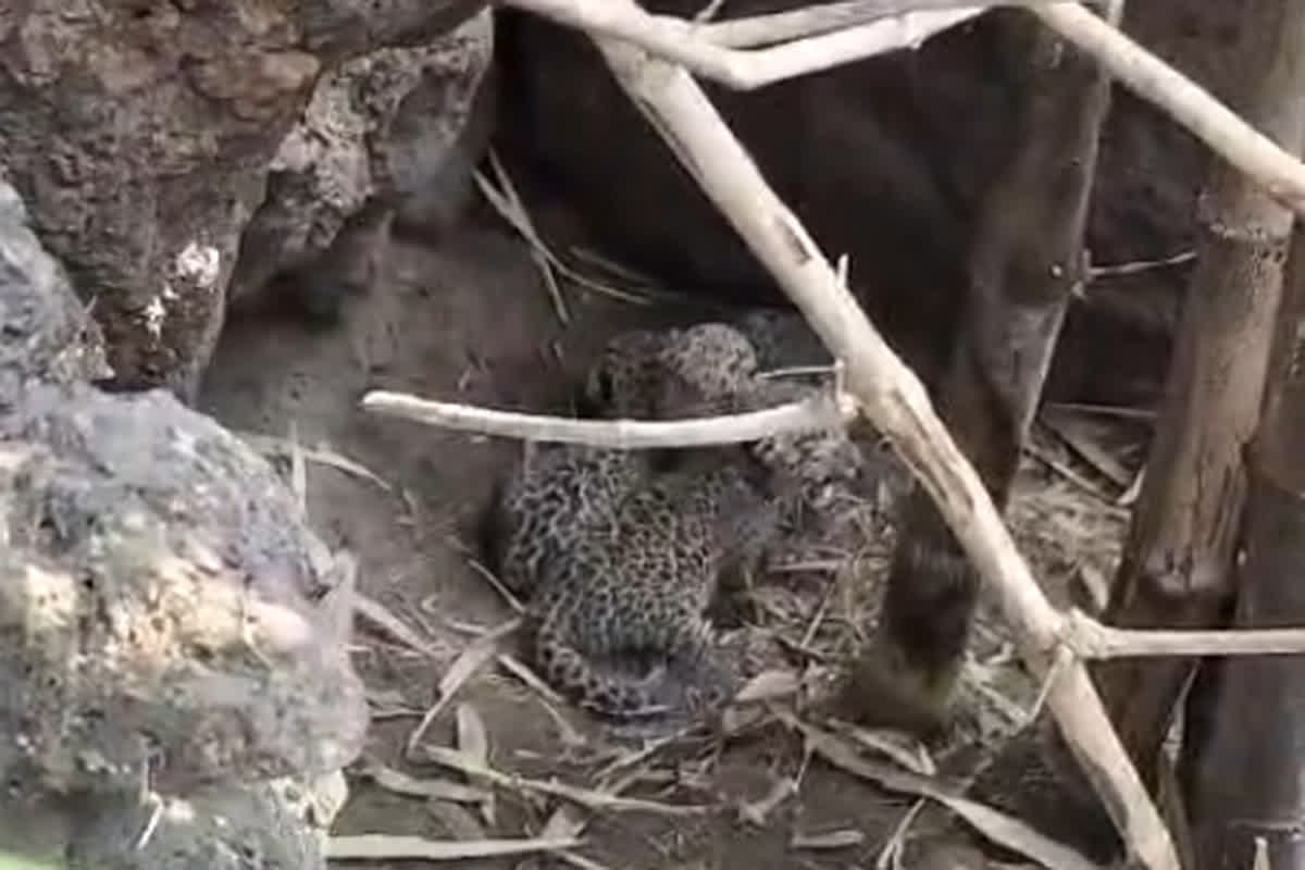 Video Of Leopard Cub: Image Source -IBC24