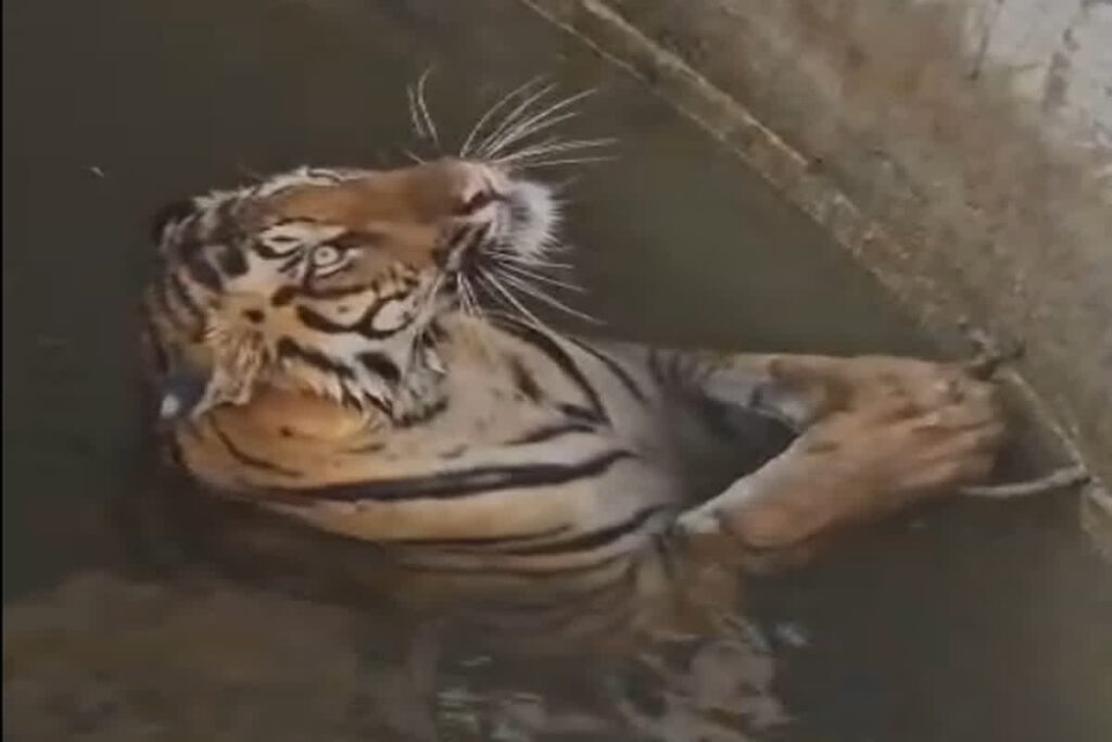 The Tiger Into Well: Image Source- IBC24