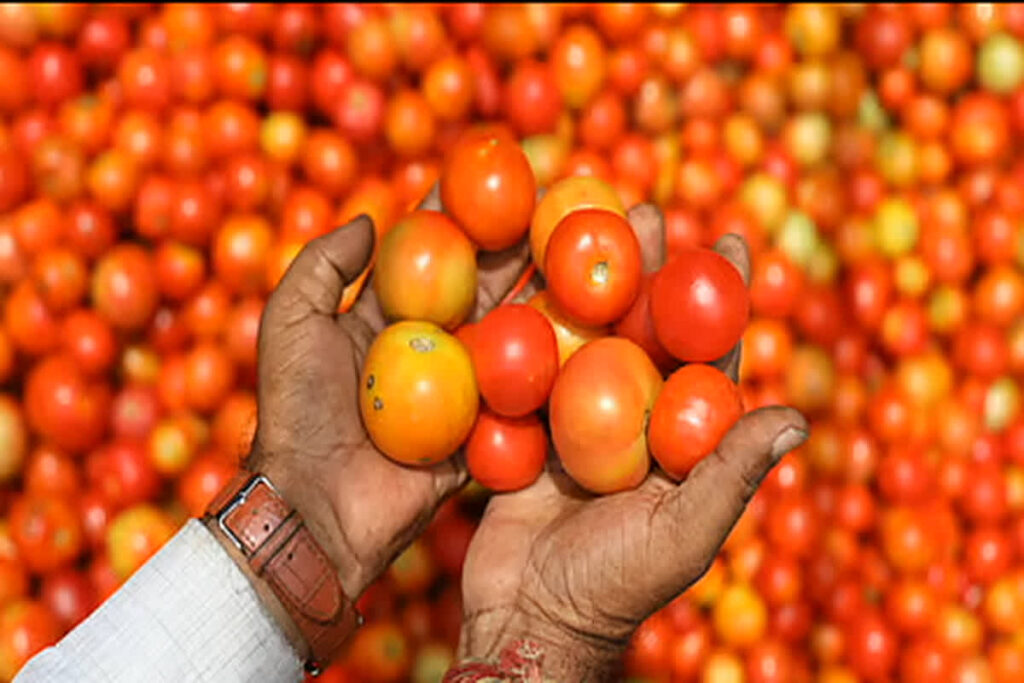Tomato Capital Jashpur | Image Source | Symbolic