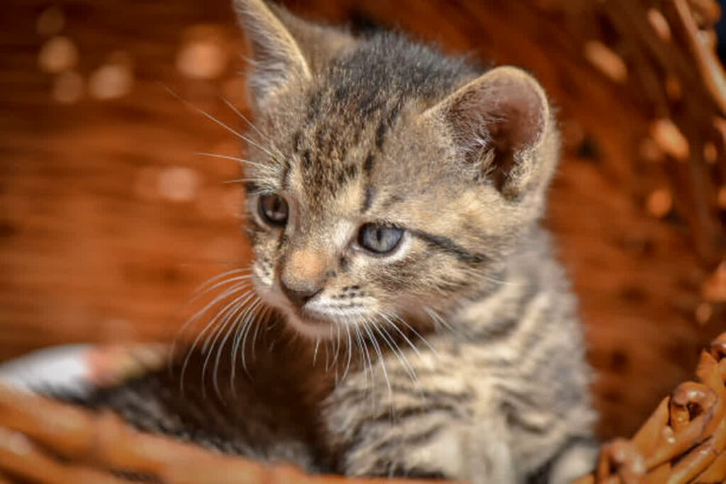 Bird Flu Detected In Cats | Photo Credit: pexels