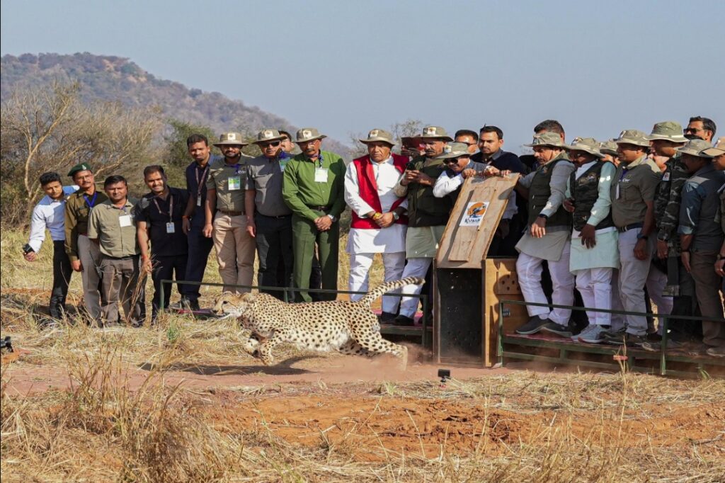 Cheetahs in Kuno National Park | Source : Mohan Yadav X
