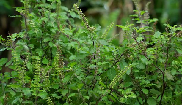 Tulsi Plant Tips: व्यक्ति के अच्छे दिन आने से पहले तुलसी देती है ये संकेत,  जानिए - IBC24 News : Chhattisgarh News, Madhya Pradesh News, Chhattisgarh  News Live , Madhya Pradesh News