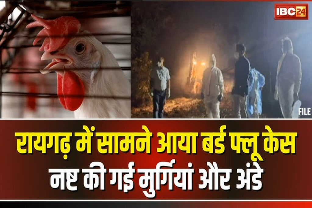 Bird Flu Alert in Raigarh: IBC24