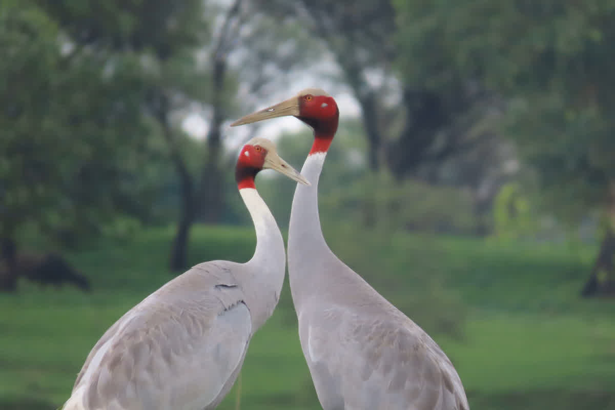 Sarus Crane couple In CG : संकट में सारस का आखिरी जोड़ा… छत्तीसगढ़ में पहली बार इस जगह दिखा हिमालय का शिकारी परिंदा, अठखेलियां करते हुए कैमरे में कैद