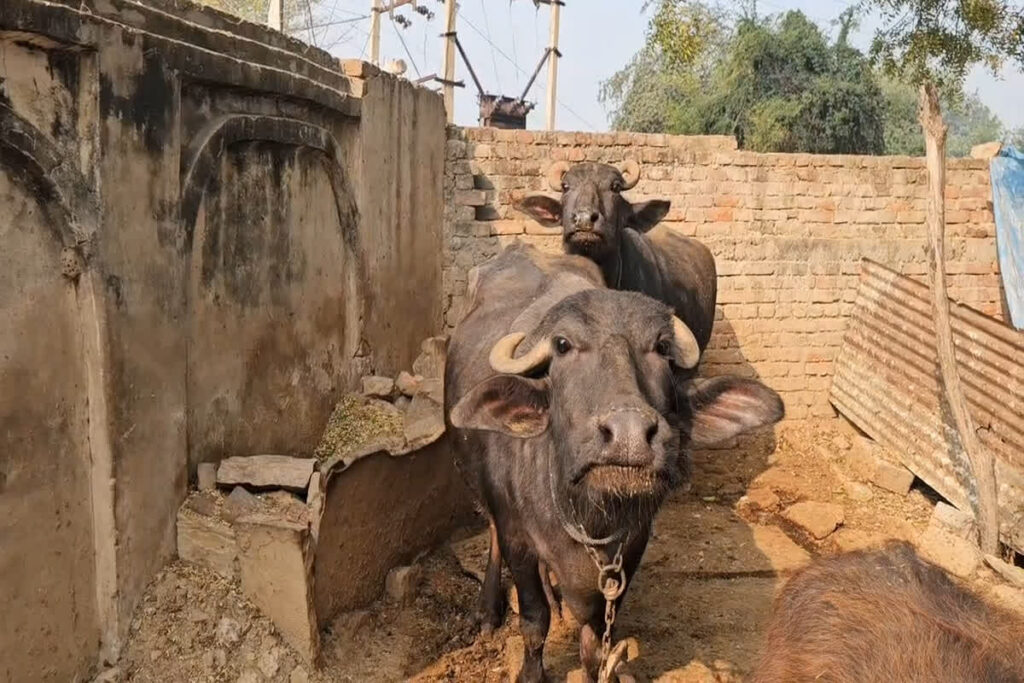 Animal Iisease In Village : Image Source - IBC24