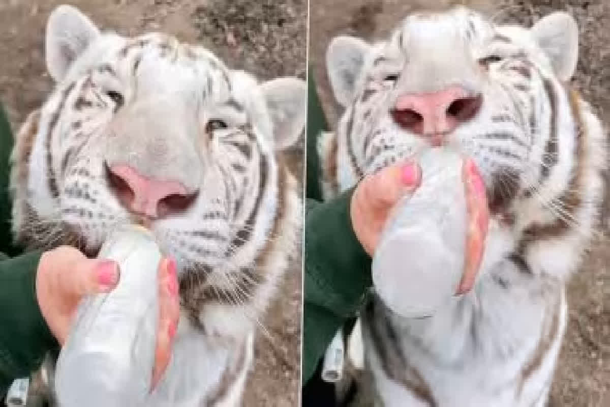 White Tiger Viral Video: बोतल से दूध पीते नजर आया व्हाइट टाइगर, सोशल मीडिया पर वायरल हुआ क्यूट वीडियो