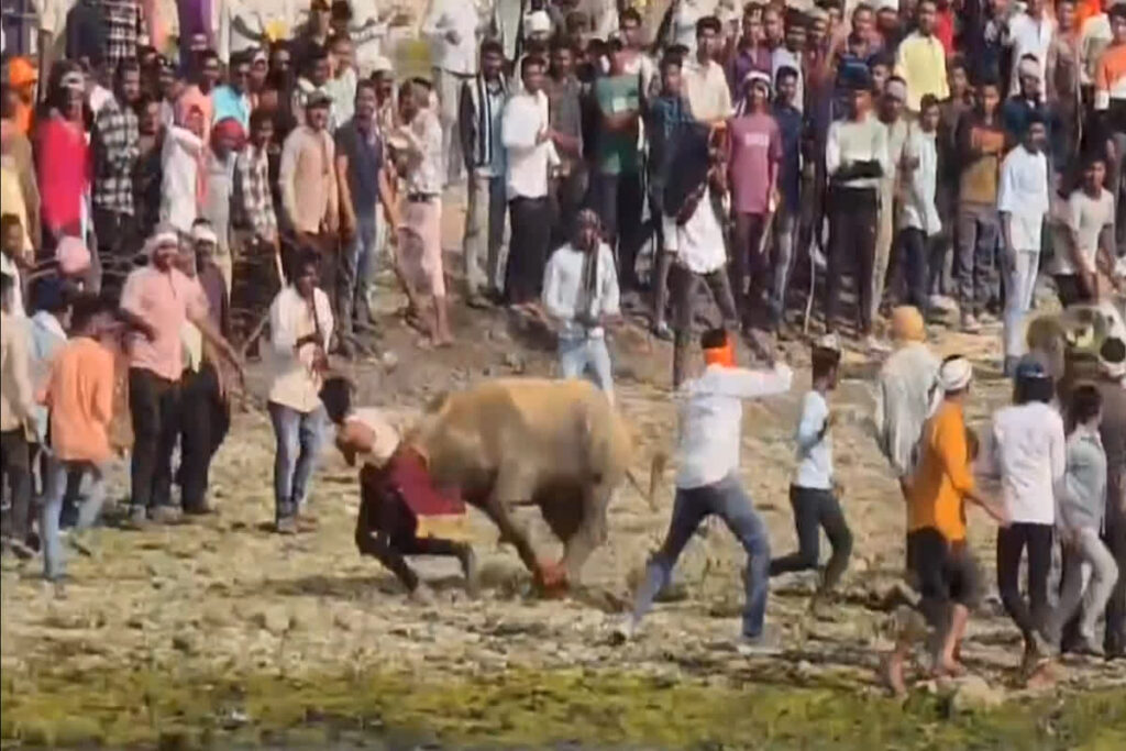 Bull Fight Live Video | Image Source | IBC24