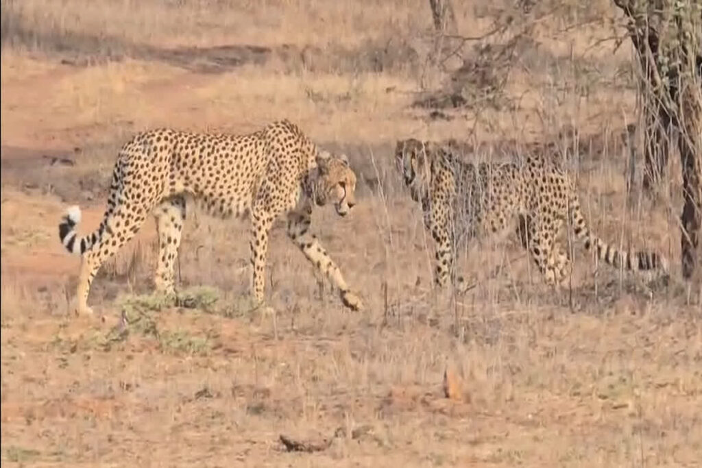 Kuno National Park Cheetah Video | Image Source | IBC24