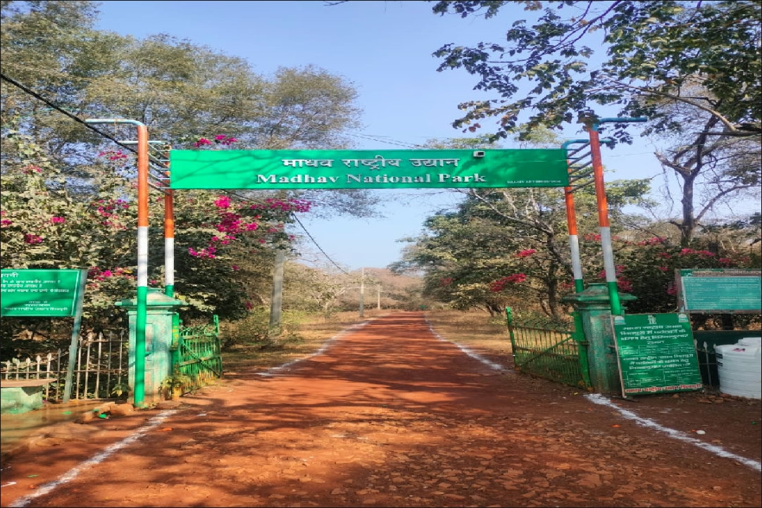 Madhav Tiger Reserve in MP: मध्यप्रदेश को आज मिलेगी बड़ी सौगात! सीएम डॉ. मोहन यादव करेंगे 9वें टाइगर रिजर्व का शुभारंभ, छोड़ जाएंगे बाघ-बाघिन