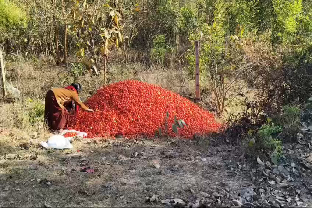 Tomato Prices Fall/ Image Credit: IBC24