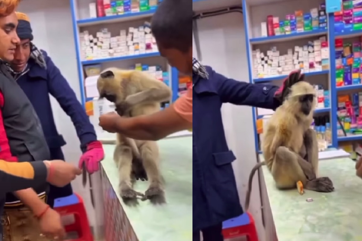 Monkey Viral Video | Photo Credit: Instagram Screengrab