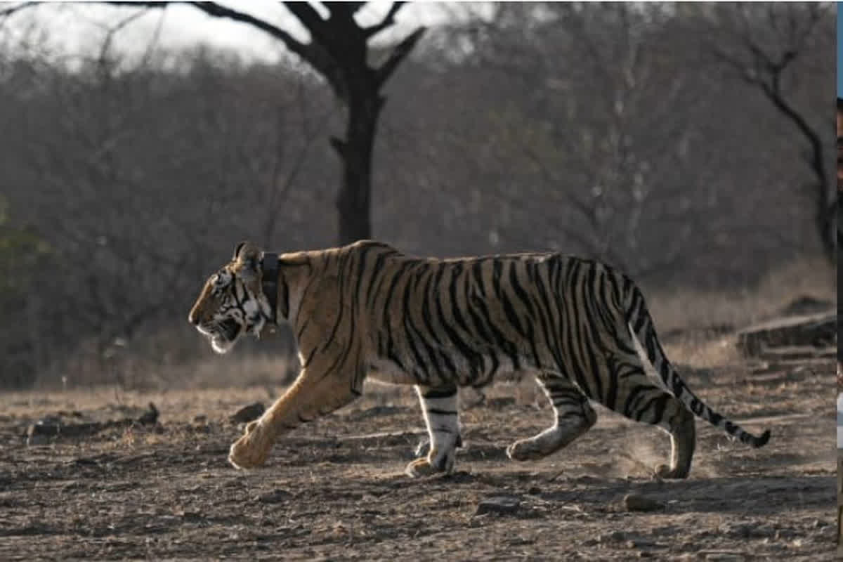 Tiger State MP: जंगल बुक-मोगली से है माधव नेशनल पार्क का कनेक्शन, झांसी-ग्वालियर से इतनी है दूरी, यहां जानें सबकुछ