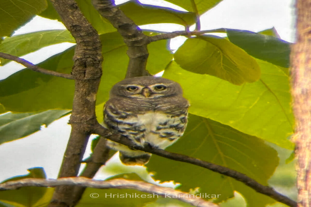 Jungli Ullu Videos | Image Source | IBC24