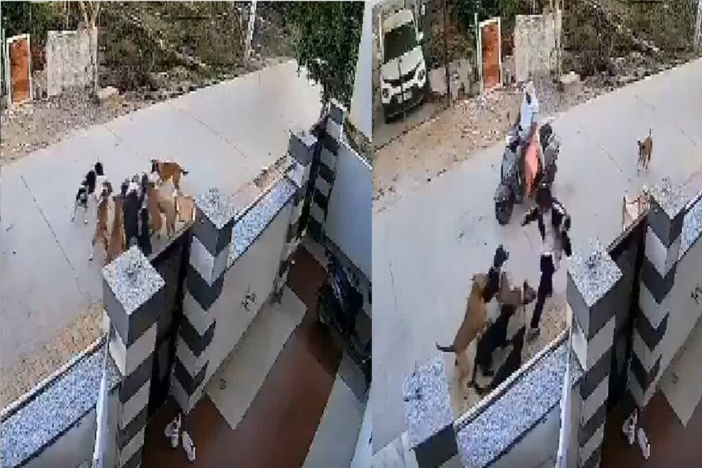 Dogs Attacked On Student/ Image Credit: @Incognito_qfs X Handle