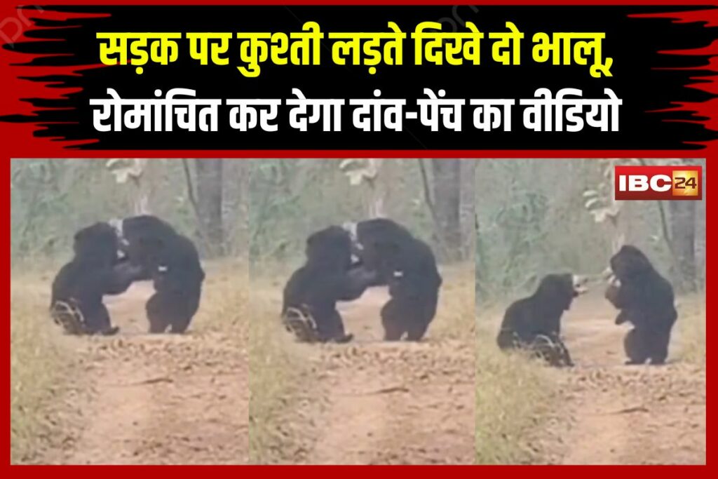 Bear Wrestling Viral Video | Image Source | IBC24