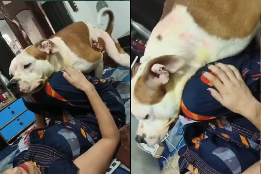 Desi Bhabhi Have Fun with Dog: देसी भाभी ने पालतू कुत्ते के साथ किया ऐसा काम / Image Source: Screengrab