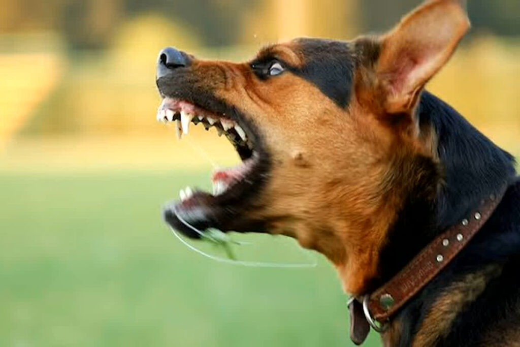 Gwalior Dog Bite Case/ Image Source: Pexels