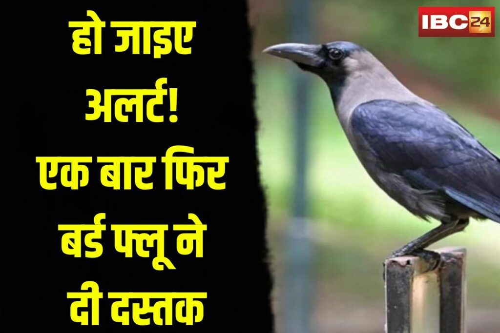 Bird Flu in Shahdol | Image Source | IBC24