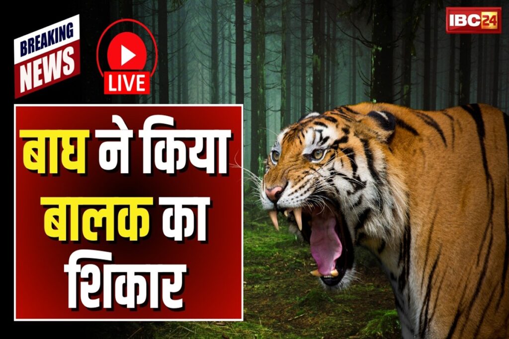 Tiger Attack in Umaria. Image Source-IBC24