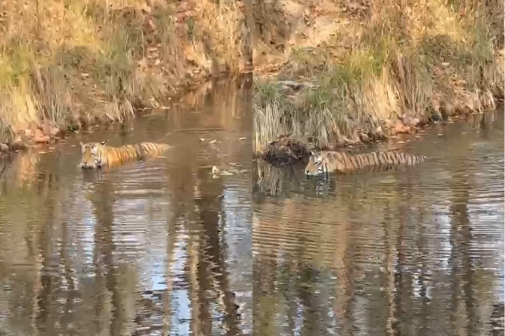 Kanha National Park Tiger Video/ Image Credit: IBC24