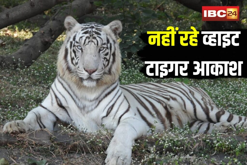 White Tiger Akash Death | Image Source | IBC24