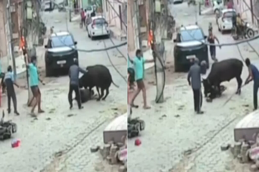 Bull Attack Viral Video/Image Source- Instagram