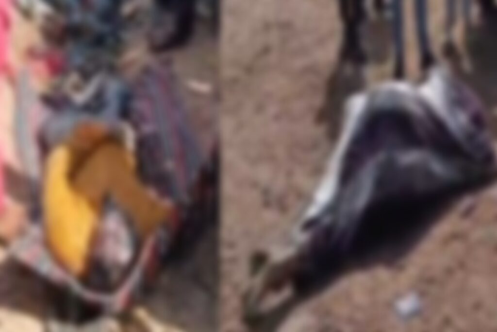 Gwalior Crime News/ Image Credit: IBC24