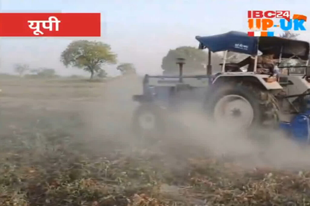 Tomato Prices Fell/ Image Credit: IBC24