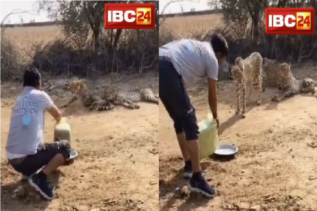 Kuno National Park Viral Video/ Image Credit: IBC24