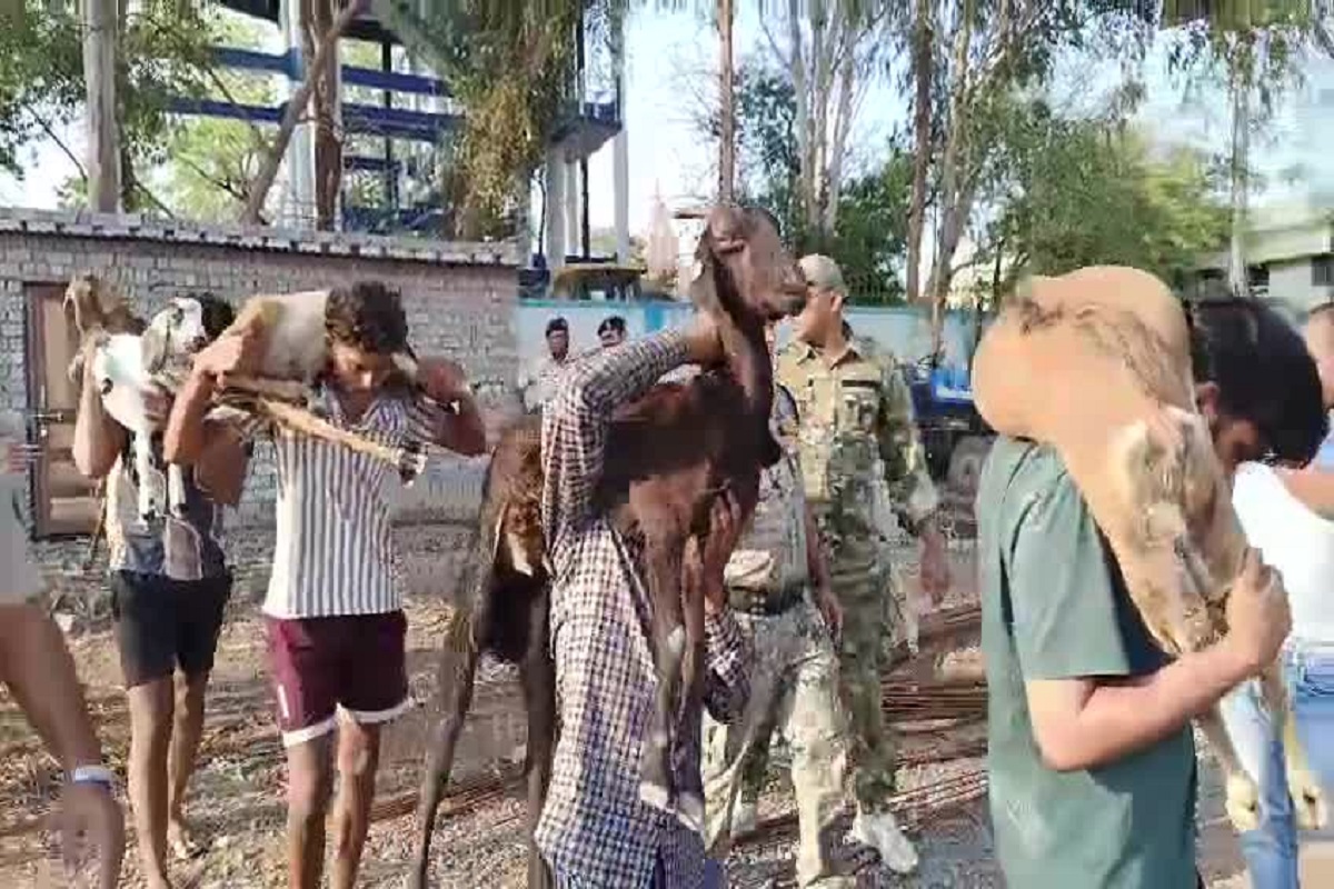 हाईटेक तरीके से ब​करियों की चोरी, इनोवा कार में भरकर सीधा मटन सेंटर में सप्लाई, 7 आरोपी गिरफ्तार, 16 बकरियां बरामद