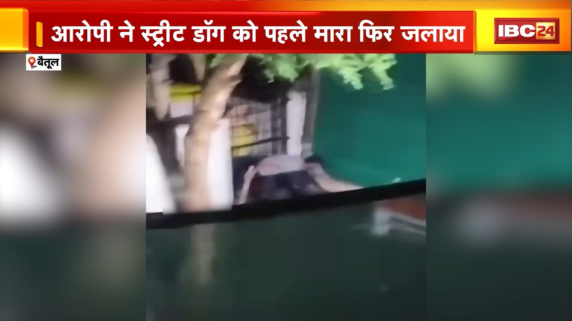 Betul Street Dog Murder : बेजुबान के साथ हैवानियत | डंडे से पीट-पीटकर स्ट्रीट डॉग की हत्या | बोरी में भरकर लगाई आग | FIR दर्ज