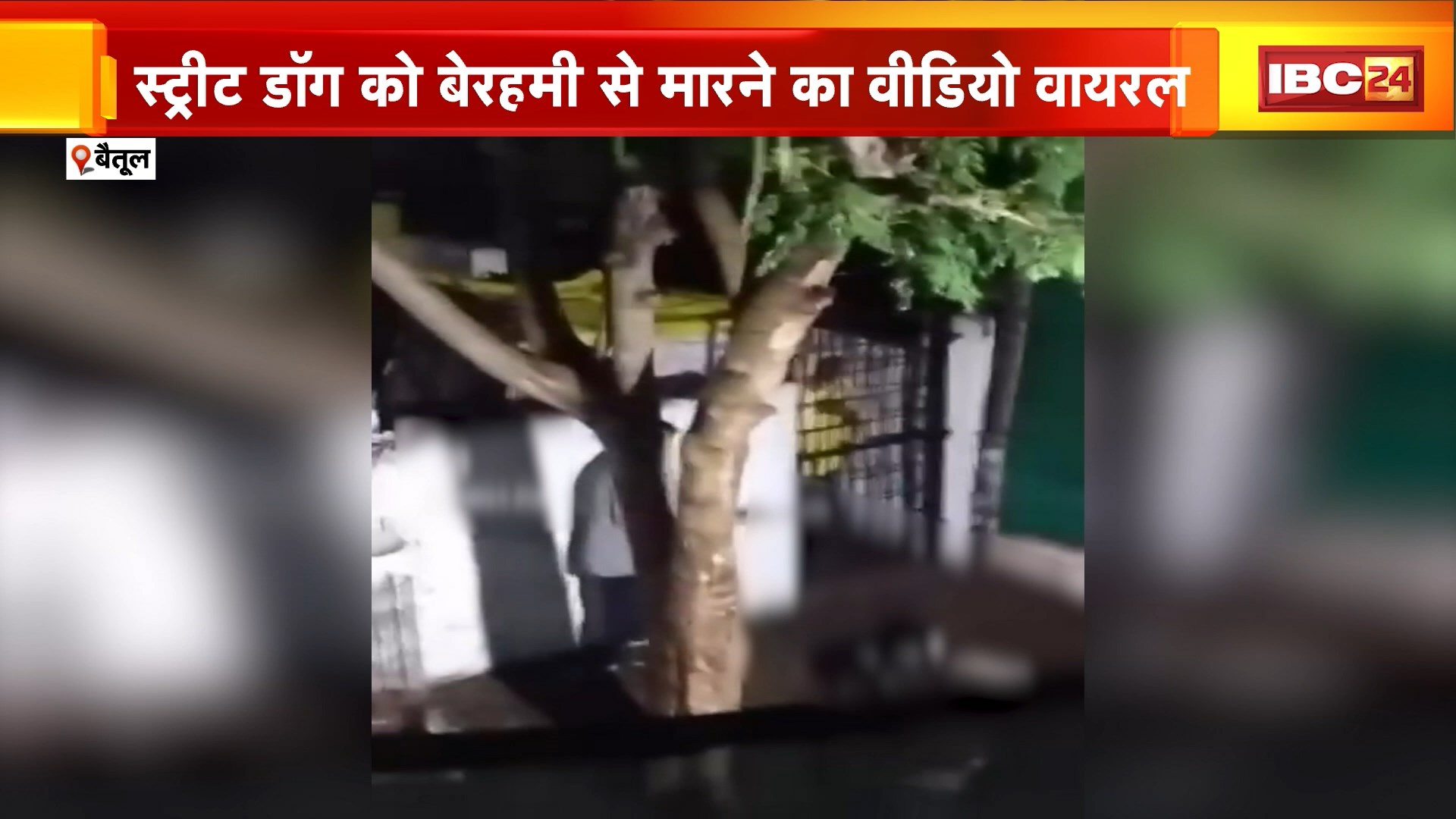 Betul Street Dog Murder : बेजुबान के साथ हैवानियत | डंडे से पीट-पीटकर स्ट्रीट डॉग की हत्या | बोरी में भरकर लगाई आग | FIR दर्ज