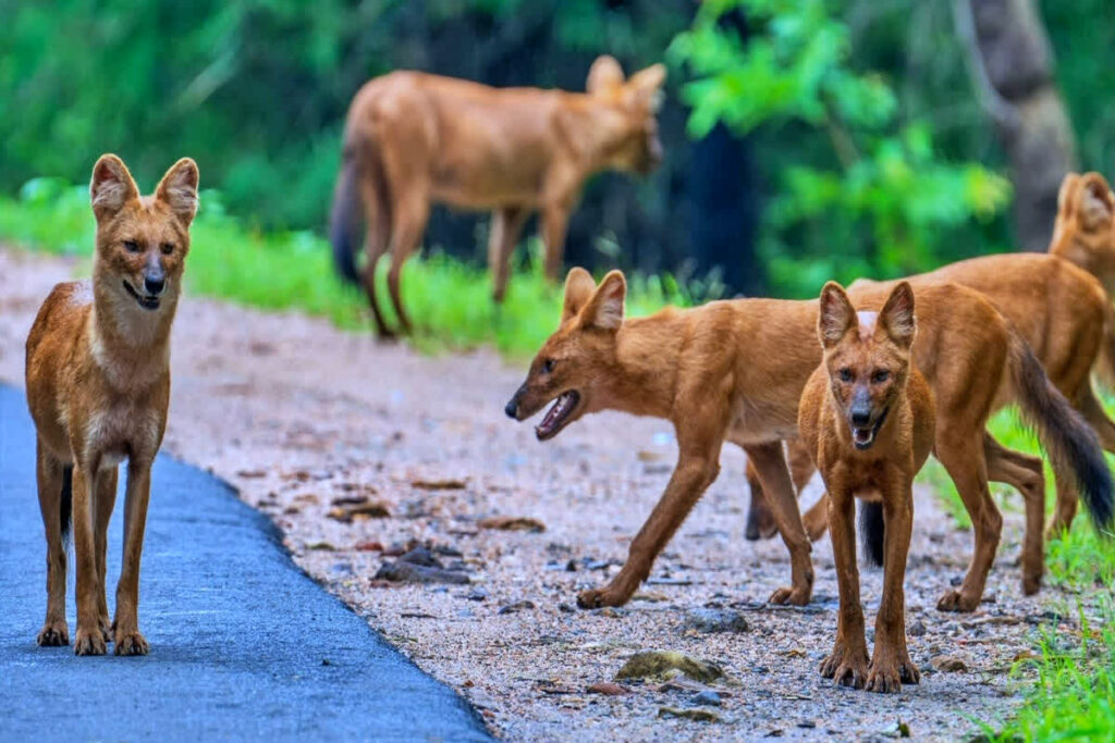 Bandhavgarh Tiger Reserve/ Image Credit: pexels