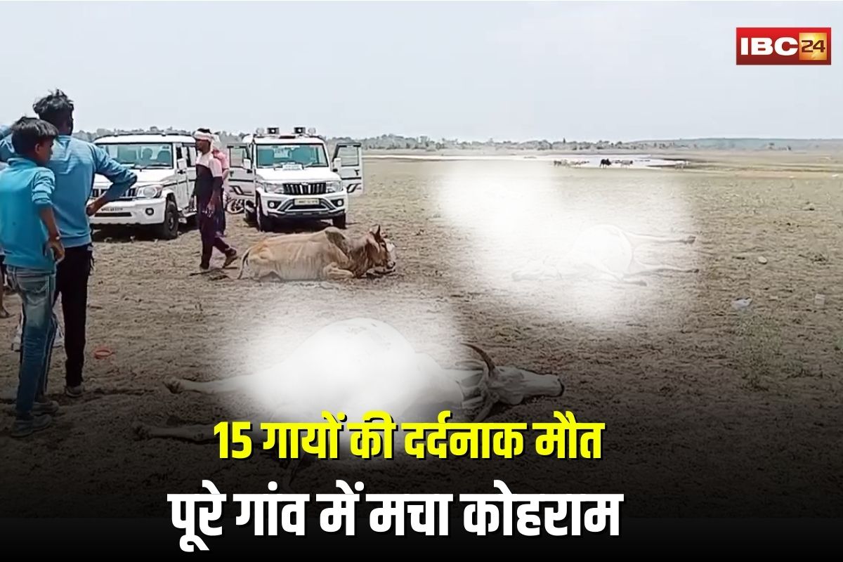 Guna Cow Death Case: जहरीले चारे से 15 गायों की दर्दनाक मौत,  पूरे गांव में मचा कोहराम