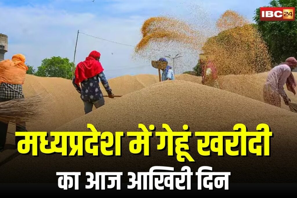 Madhya Pradesh Gehu Kharidi 2025 | Image Source | IBC24