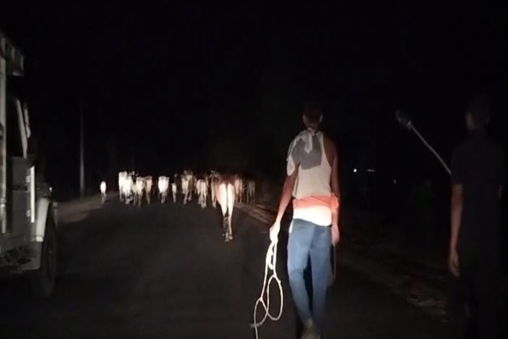 Balrampur Cow Smuggling | Image Source | IBC24