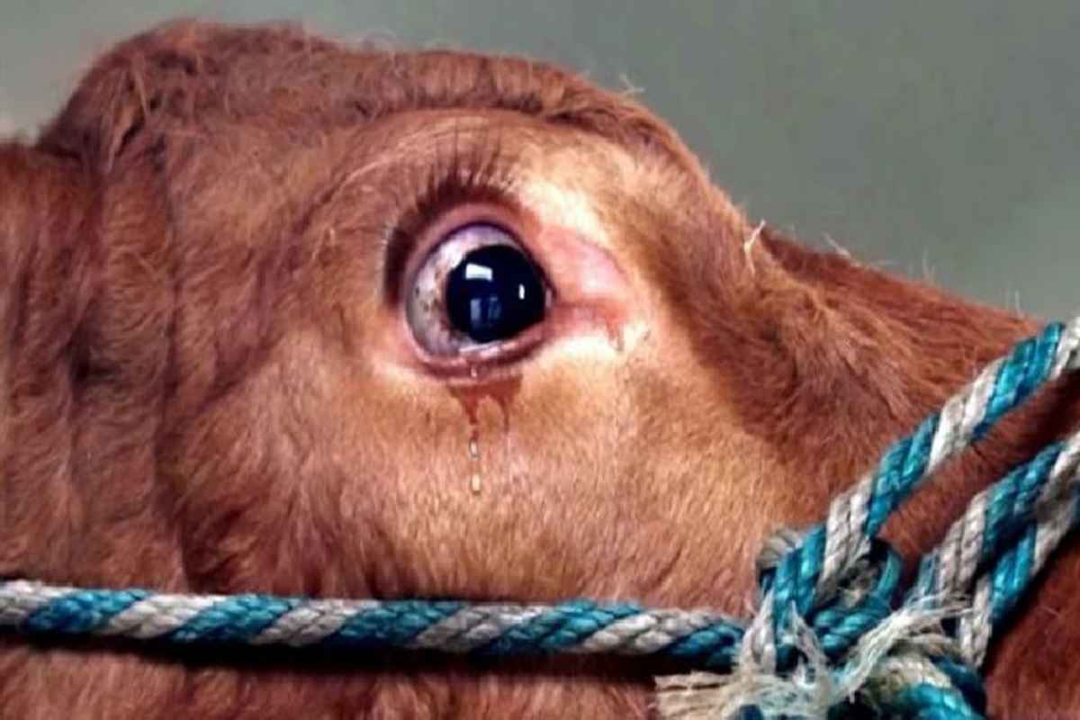 Damoh Crime News: गौवंश की बर्बरता से हत्या.. अज्ञात आरोपियों ने बेदर्दी से ली जान, जांच में जुटी पुलिस