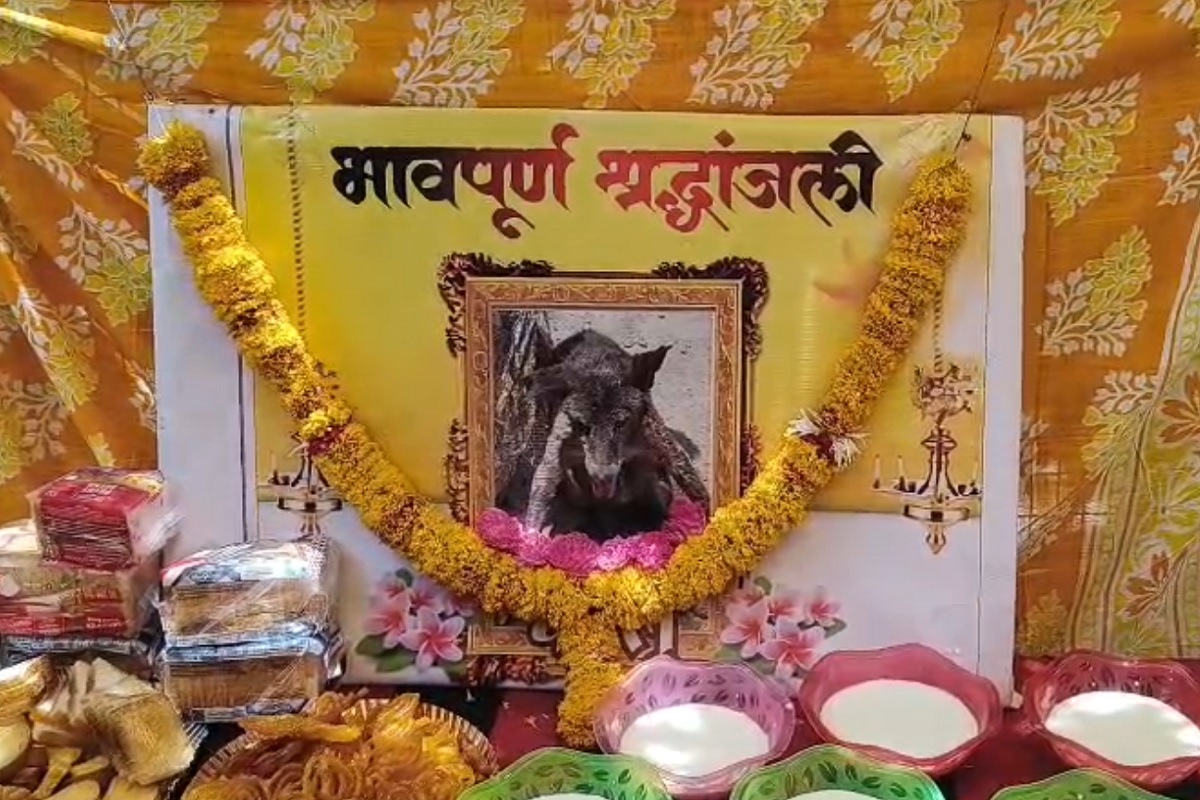 Indore News: मौत के बाद भी कालू डॉग के लिए मोहल्ले वालों का अनोखा प्यार, हिंदू रीति रिवाज से किया तेरहवीं का कार्यक्रम