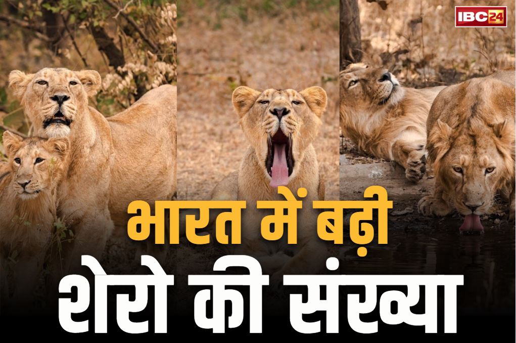 Lion population increases Update: इस राज्य में 32.2% तक बढ़ी शेरों की आबादी.. 2020 में थे 674 शेर, अब हुए 900 के करीब, देखें आंकड़ा