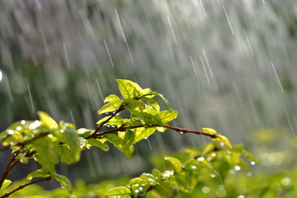 Monsoon Update 2025/ Image Credit: Freepik