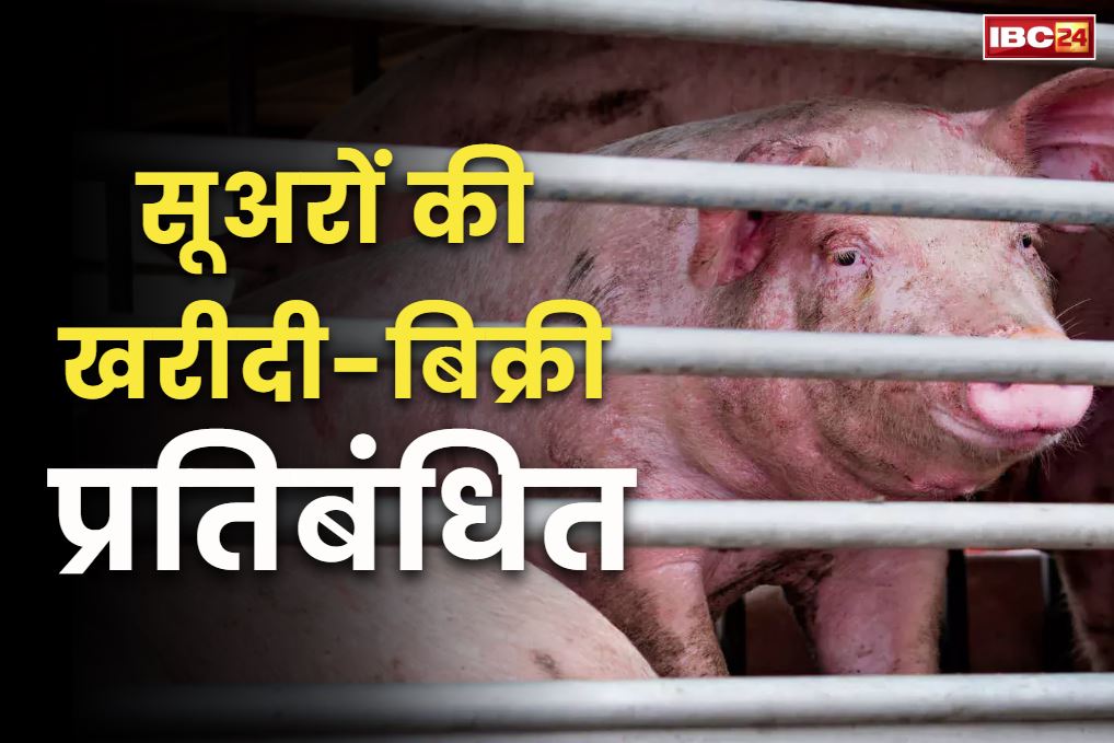 African swine flu in India: सूअरों की खरीदी-बिक्री पर सरकार ने लगाया बैन.. अफ्रीकन स्वाइन फ़्लू के खतरे के बीच बड़ा फैसला